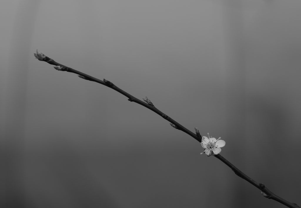 A black and white photo of a thin branch with a small flower bloomed